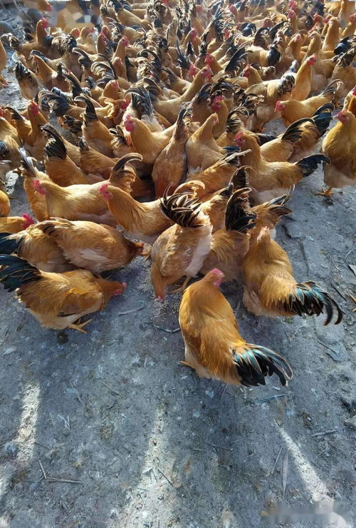 發酵飼料破局 家禽養殖業從虧損到盈利的實踐之路