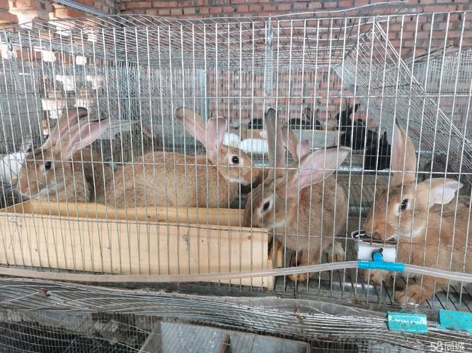 南充家禽飼養加盟 立足農業沃土，共創養殖財富